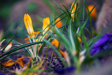 Beautiful group of crocus flowers shot with a macro lens up close withwith beautiful yellow colors of the petals shot in the springtimeの写真素材
