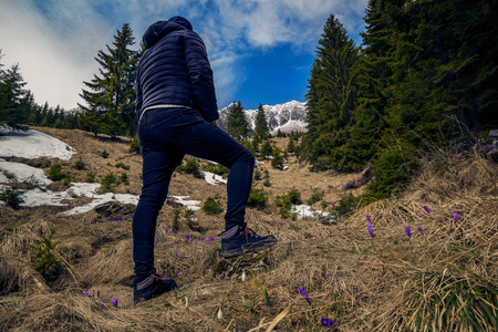 Hiker with the back on camera climbing through a valley looking at a mountain covered in snow against a blue sky near a forest and crocus flowers in the grass in Romaniaの写真素材
