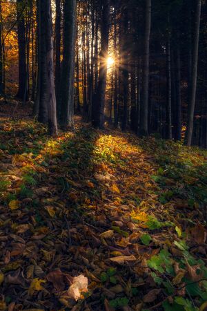 Beautiful forest scene at sunrise with the sun behind the trees casting light onto the fallen leavesの写真素材