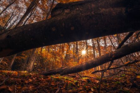 Beautiful forest scene at sunrise with the sun behind the trees casting light onto the fallen leaves with some tree trunks in the foreground shot from a low angleの写真素材
