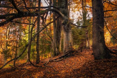 Forest detail of some old growth trees in the foreground with the branches falling to the ground...