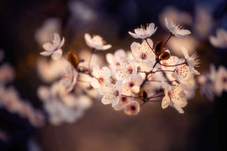 Blooming branch of a tree in full bloom during spring season against a defocused background with...