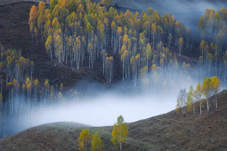 Beautiful autumn scene with a birch forest and fog throughout the valleys in Dumesti village in...