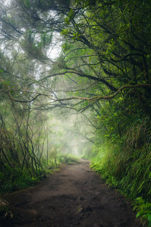 Hiking trail along Levada do CaldeirÃ£o Verde, in Madeira, Portugal, vertical, on a dark rainy atmospheric dayの写真素材