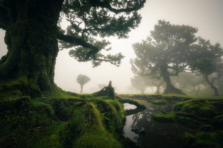 Atmospheric mystical old growth Fanal forest in Madeira, with a small pond in the foreground, famous...