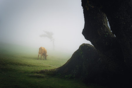 Fine art Fanal Forest in Madeira, Portugal, with a cow grazing, on a misty day, a laurel trunk in...