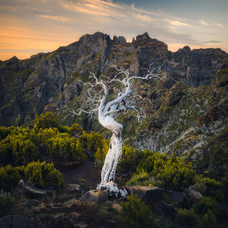 Dead tree on Pico Ruivo trail toward the summit, in Madeira, Portugal. Sunrise and mountains in the backgroundの写真素材