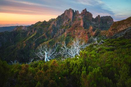 White dead trees near Pico Ruivo, in Madeira, Portugal. Sunrise casting golden light on the mountain...