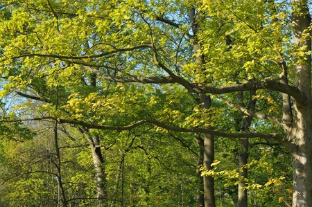 Maple tree in springtime with fresh new yellowish leaves