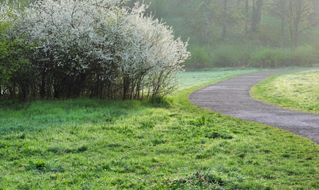 White flowered shrub and park path in springtimeの写真素材