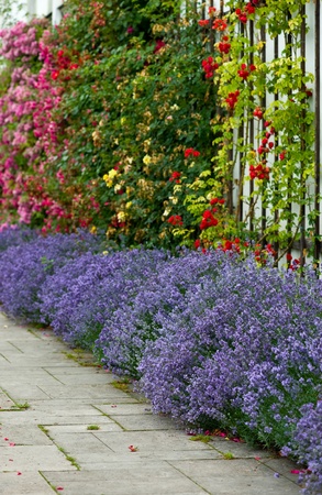 Flower bed of lavender and a colorful composition of rosesの写真素材