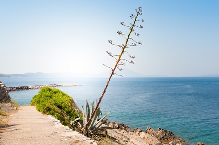 Blossom of agave plant beside a path in front of the mediterranean sea and sunの写真素材