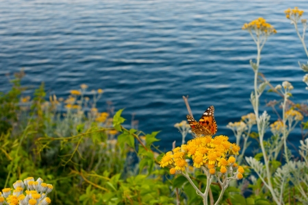Butterfly  Painted Lady   Vanessa cardui  on yellow flowers in front of the seaの写真素材