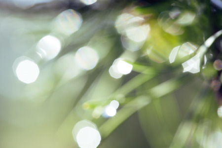 green pine after rain blured with bokeh, green texture