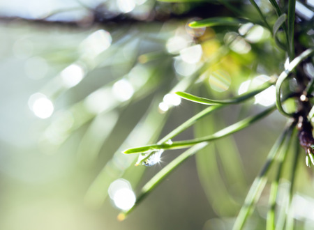 green pine after rain blured with bokeh, green texture