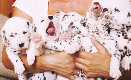 human hand holding many puppies dalmatian close upの写真素材