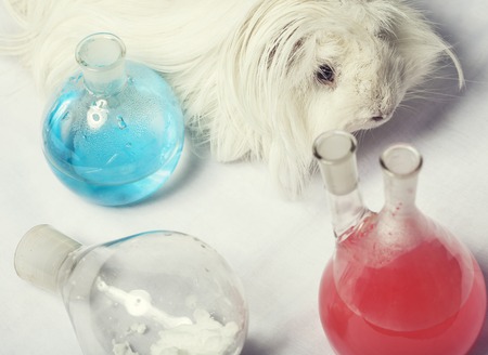 waste products in laboratory, medicine-glass with colored red and blue liquid close up, guinea pigの写真素材