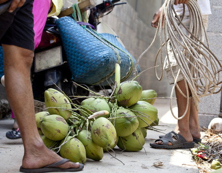 professional climber on coconut treegathering coconuts with rope close upの写真素材