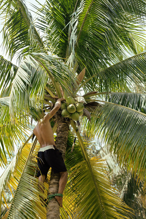 professional climber on coconut treegathering coconuts with rope close upの写真素材