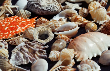 lot of seashells on setout together with crab, asian served foodの写真素材