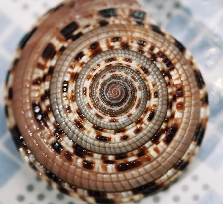 sea shell close up textured macro brown coloredの写真素材