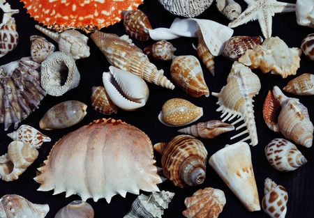 lot of seashells on setout together with crab, asian served food