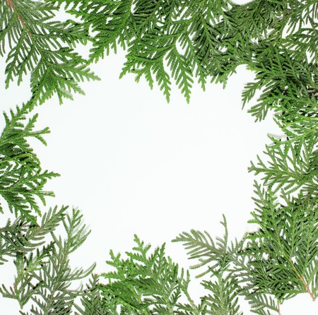 ever green fir tree decoration for christmas card isolated, new year patternの写真素材