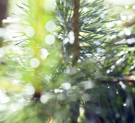 wet forest tree throught sunlight macro, drops of rain water on pine needle close upの写真素材