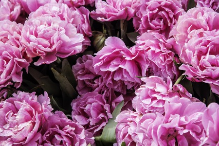 bunch of tulip flowers close up for background, flowerbed untypical macroの写真素材