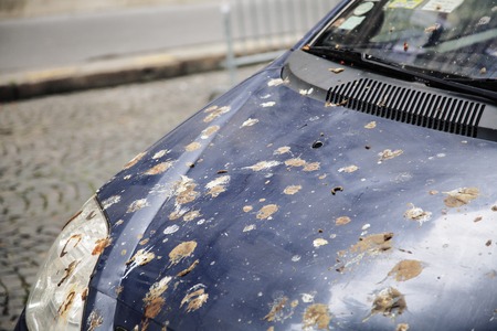 hood of car with lot of bird droppings, bad parking concept close upの写真素材