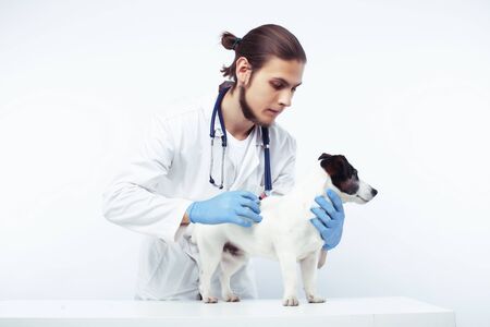young veterinarian doctor in blue gloves examine little cute dog jack russell isolated on white background, animal healthcare conceptの写真素材