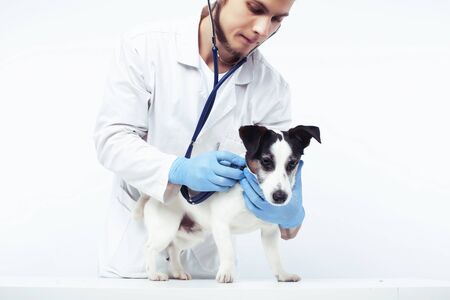young veterinarian doctor in blue gloves examine little cute dog jack russell isolated on white background, animal healthcare conceptの写真素材