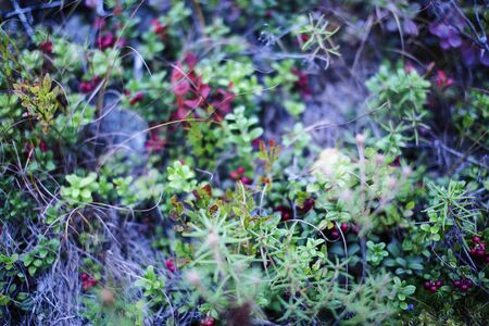 wild autumn forrest, roots of trees in mess background, dark world closeup