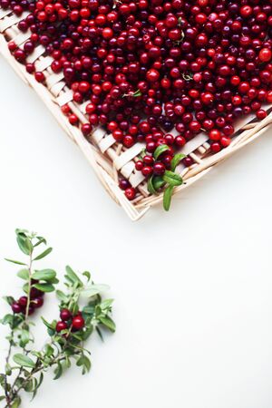 autumn berries on table, lingonberry raw closeupの写真素材