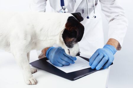 young veterinarian doctor in blue gloves examine little cute dog jack russell isolated on white background, animal healthcare conceptの写真素材