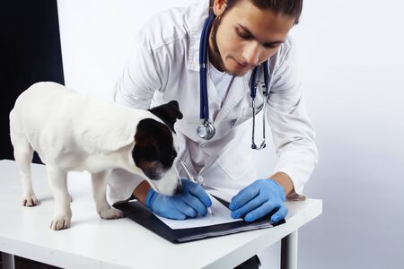 young veterinarian doctor in blue gloves examine little cute dog jack russell isolated on white background, animal healthcare conceptの写真素材