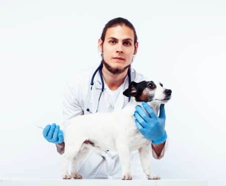 young veterinarian doctor in blue gloves examine little cute dog jack russell isolated on white background, animal healthcare conceptの写真素材