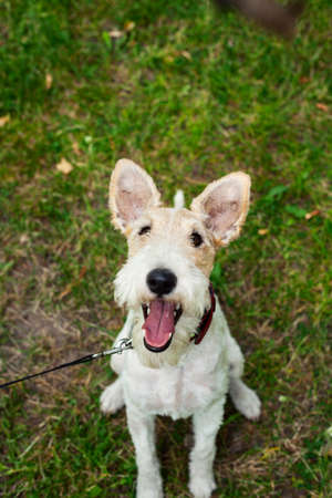young pretty dog fox terrier outside in green park