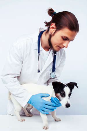 young veterinarian doctor in blue gloves examine little cute dog jack russell isolated on white background, animal healthcare conceptの写真素材