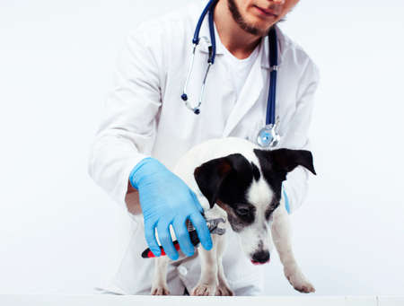 young veterinarian doctor in blue gloves examine little cute dog jack russell isolated on white background, animal healthcare conceptの写真素材