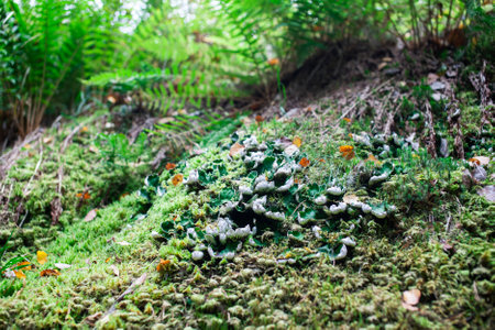 green nature background, moss on roks in forest close up