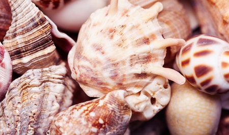 a lot of different empty sea shells on background, macro details