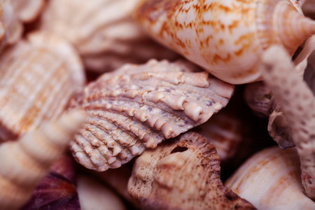 a lot of different empty sea shells on background, macro detailsの写真素材