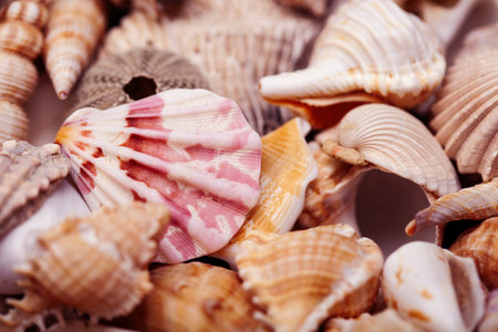 a lot of different empty sea shells on background, macro detailsの写真素材