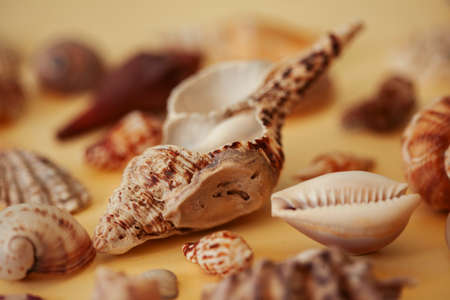 a lot of different empty sea shells on yellow background, macro details