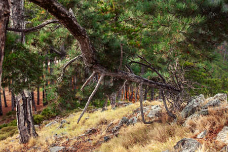 Pine forest landscape, natural background