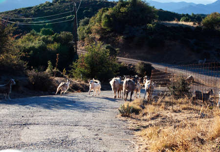goats walking on road in mountains, village landscape