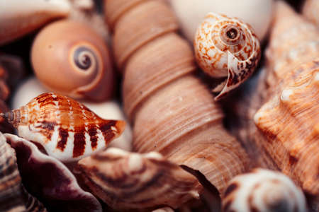a lot of different empty sea shells, natural background, macro details