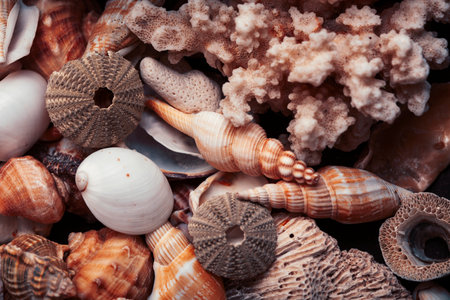 a lot of different empty sea shells, natural background, macro details