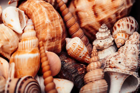 a lot of different empty sea shells, natural background, macro detailsの写真素材